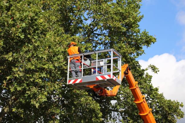 Best Tree Maintenance Programs  in Pine Nyon, CA